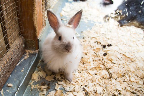 Free Close-Up Photograph of a Cute Bunny Stock Photo