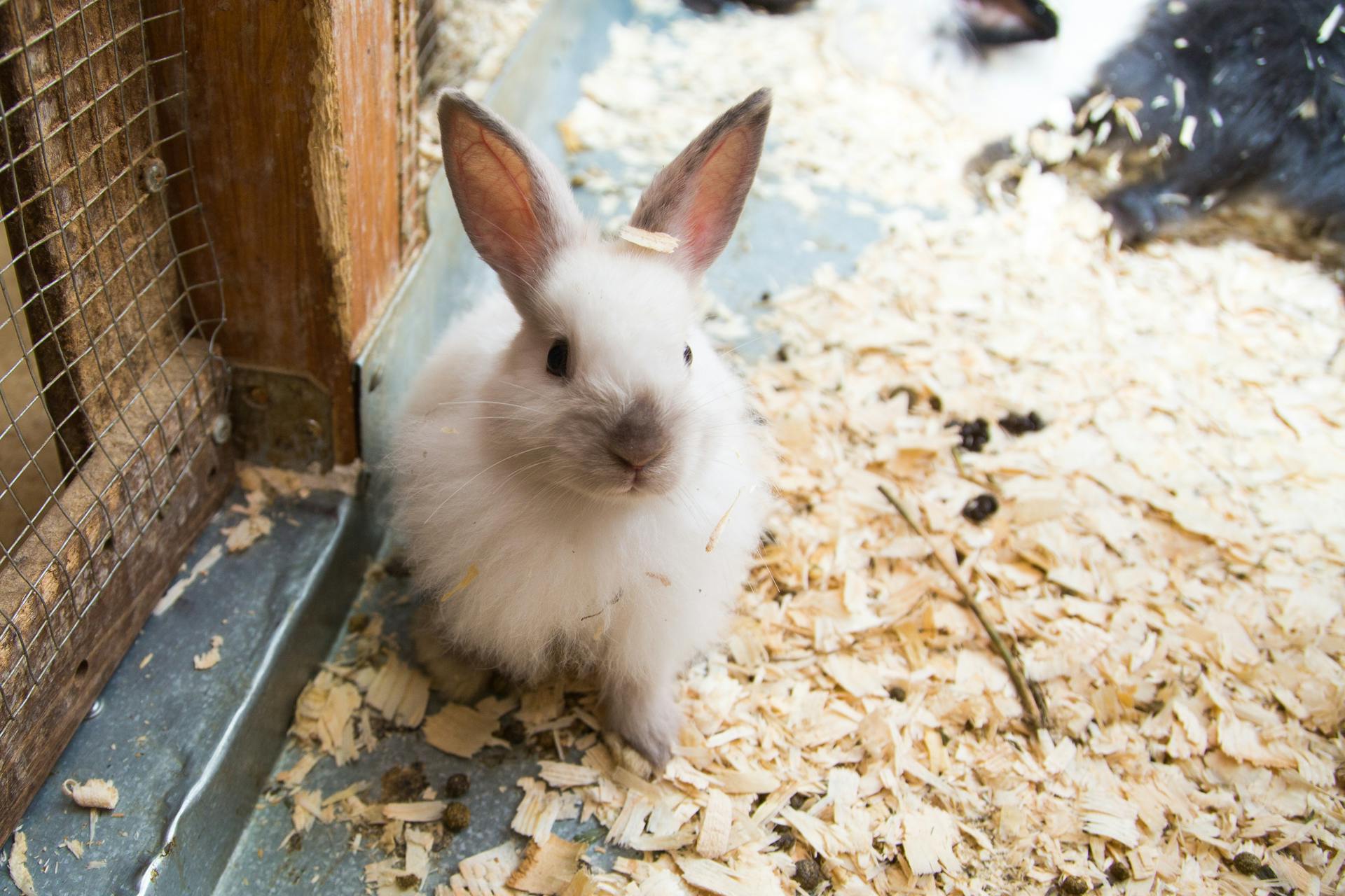 Adorable fluffy white rabbit in a cozy indoor hutch with wood shavings.