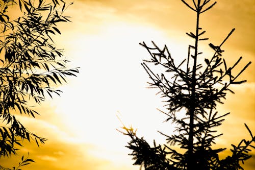 Fotobanka s bezplatnými fotkami na tému stromy, západ slnka, zlatožltá