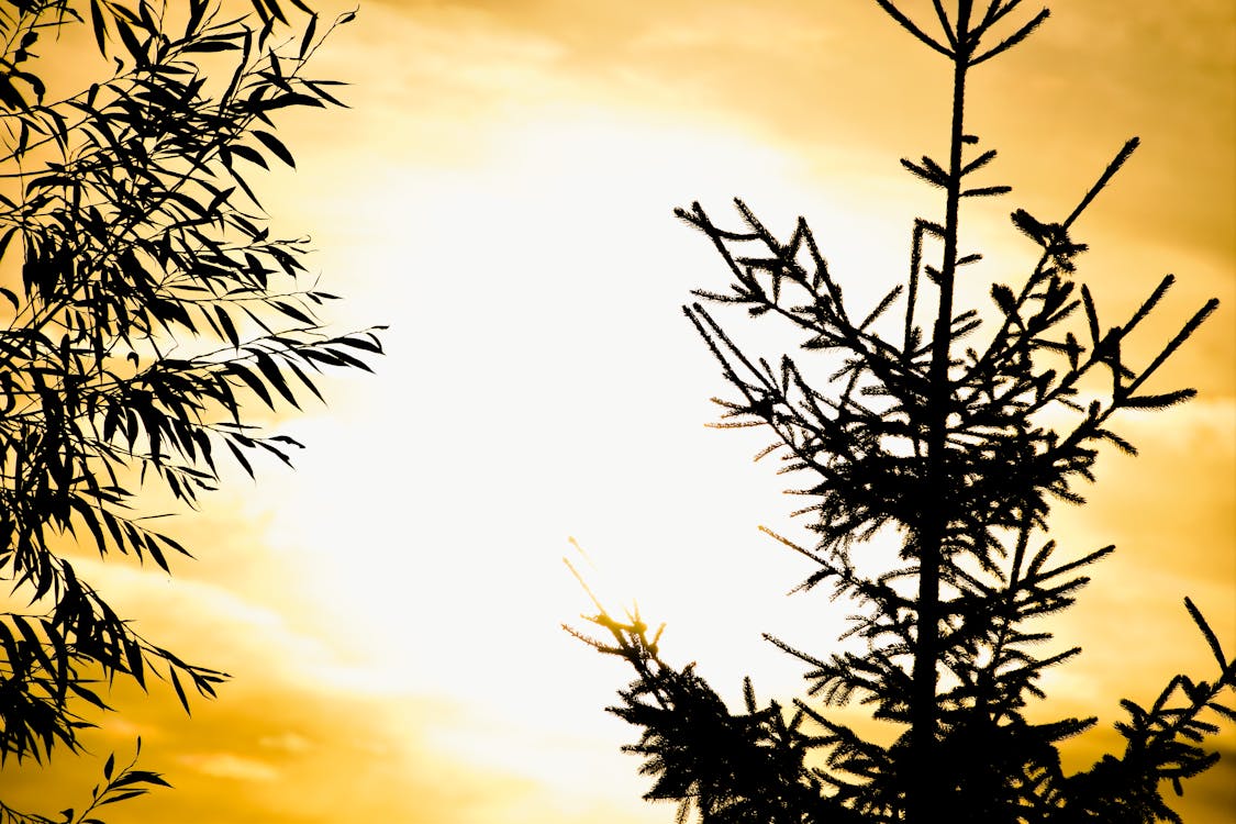 Fotobanka s bezplatnými fotkami na tému stromy, západ slnka, zlatožltá