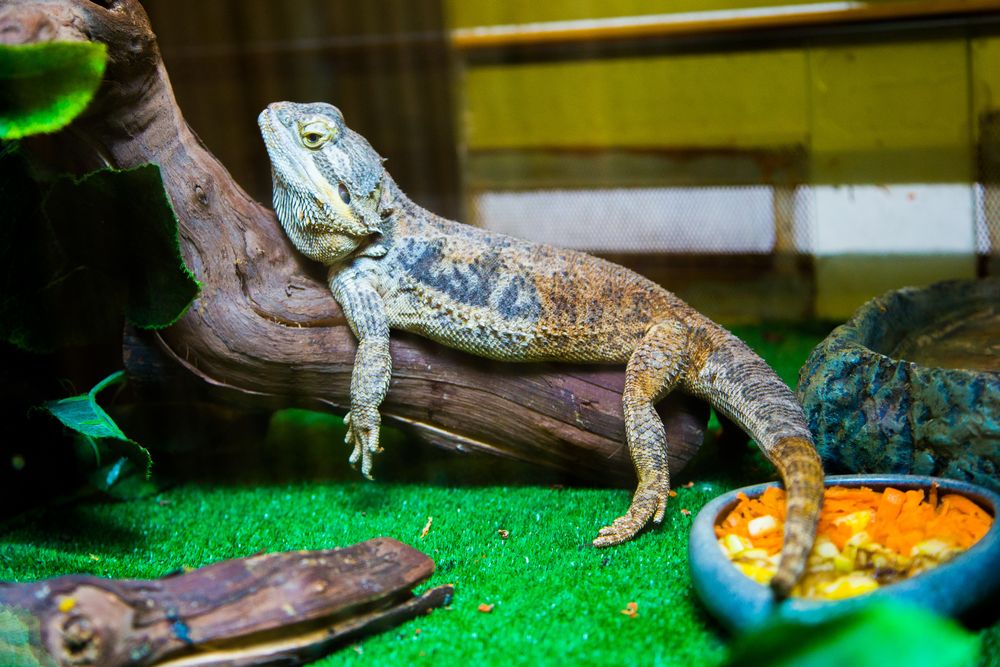 Bearded dragon inside a terrarium near feeding bowls