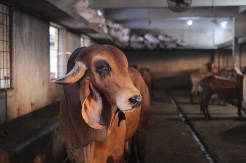 Close-Up Shot of a Brown Cow in a Barn