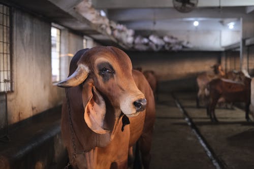 Gratis stockfoto met boerderijdier, bovidae, detailopname