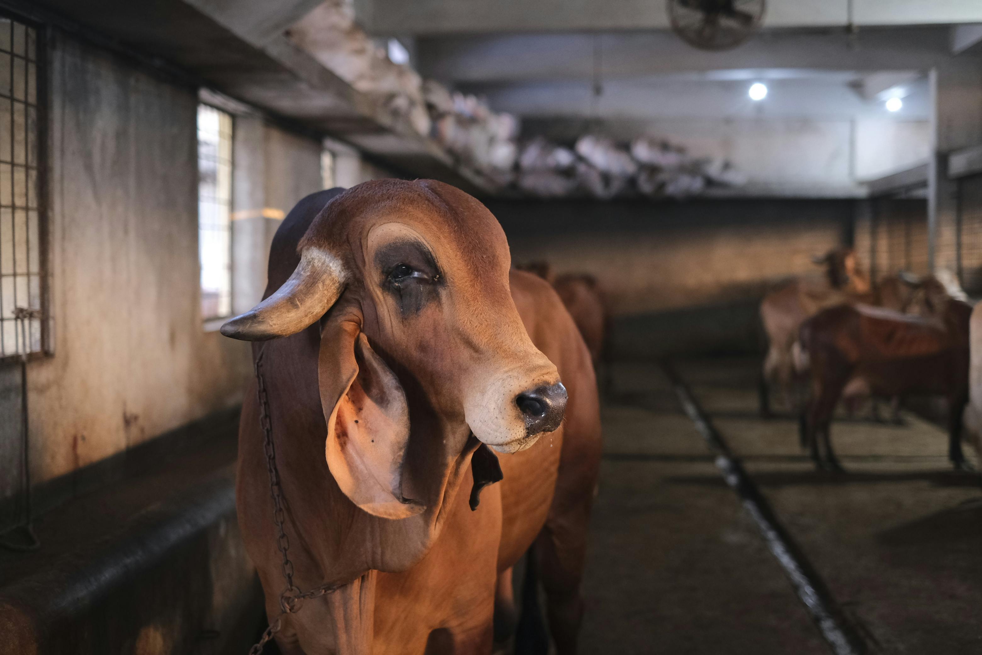 Brown dairy cow in cow shed with fresh straw on floor - Stock Image -  C053/7925 - Science Photo Library