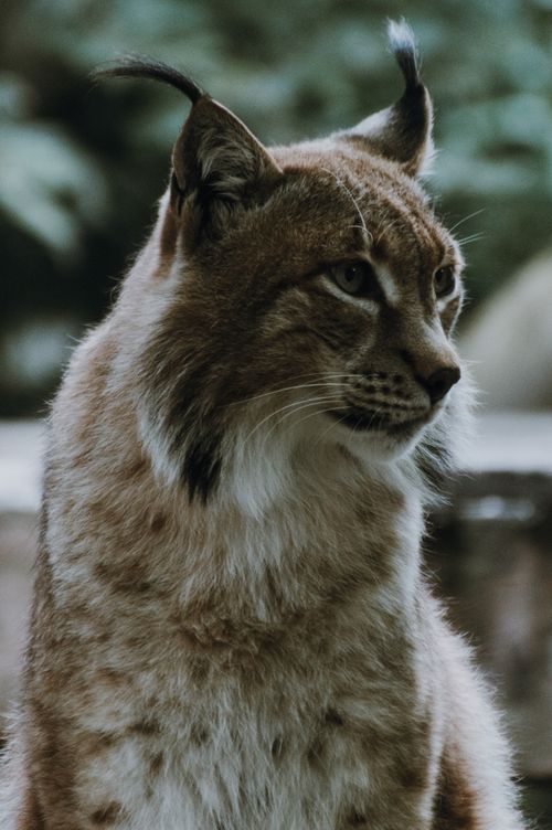 Free Cute attentive lynx with brown fur sitting near wooden structure against lush green plants on blurred background in national park Stock Photo