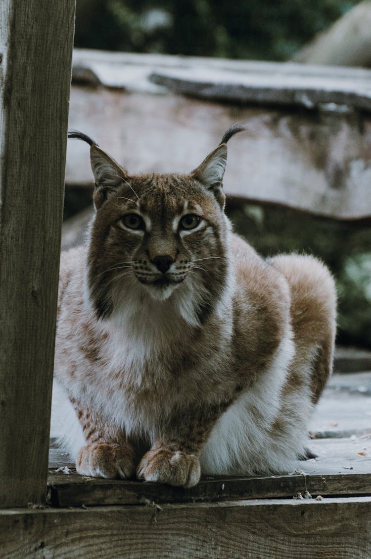 Wild Lynx Near Wooden Post