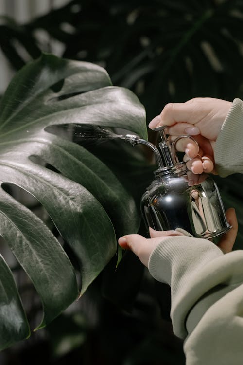 Photo of a Person's Hands Spraying Monstera Deliciosa Leaves