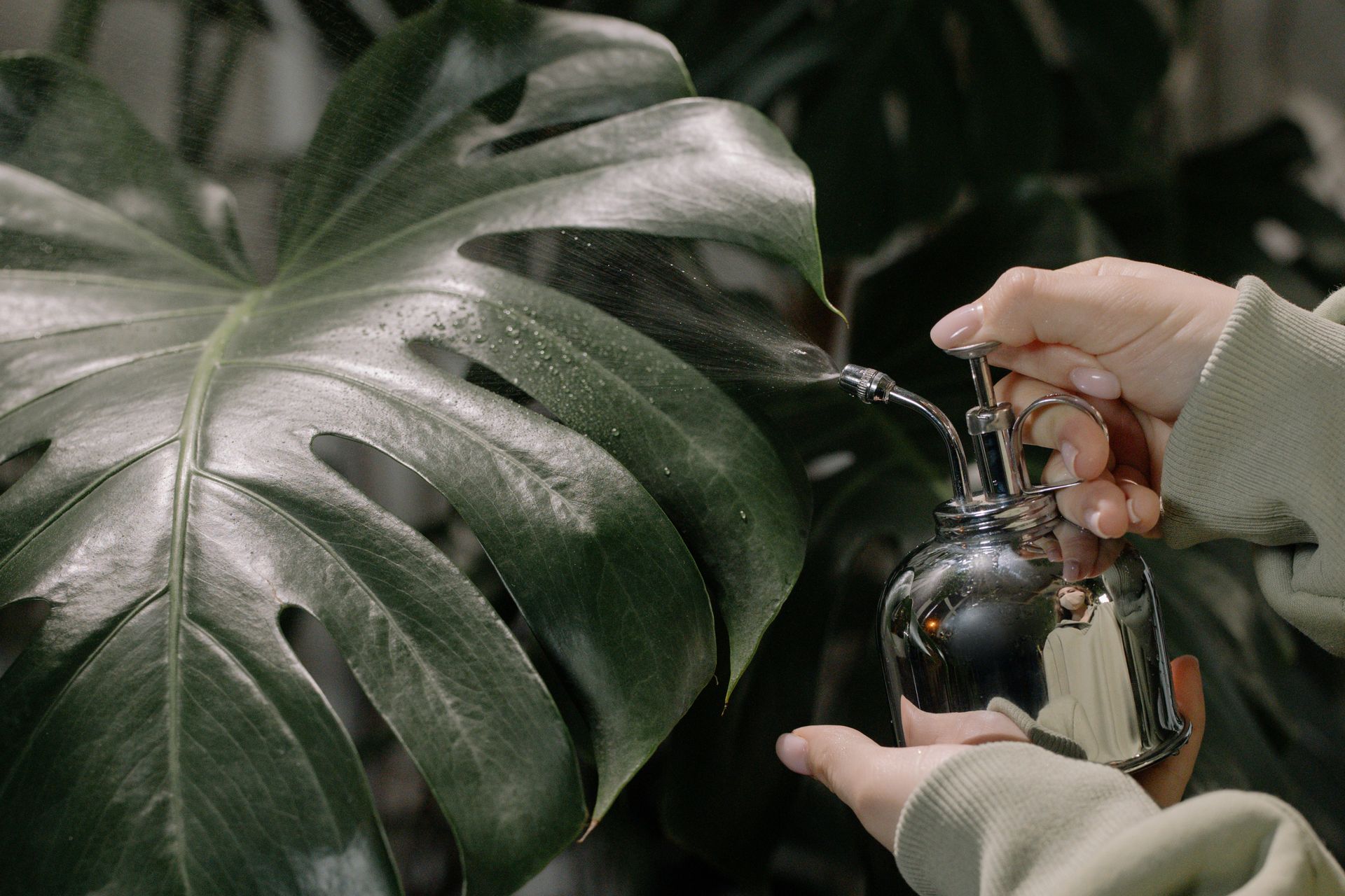 Close-up of hands misting a Monstera Deliciosa leaf with a metal sprayer indoors.