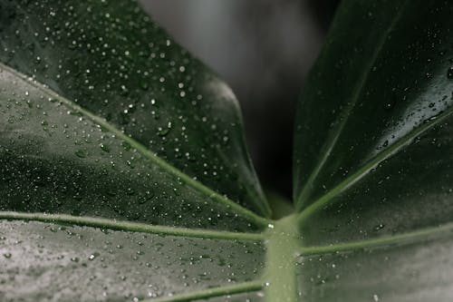 Darmowe zdjęcie z galerii z liść, mokry, roślina