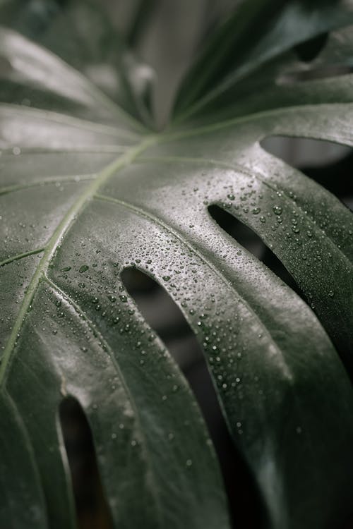 A Wet Monstera Deliciosa Leaf 