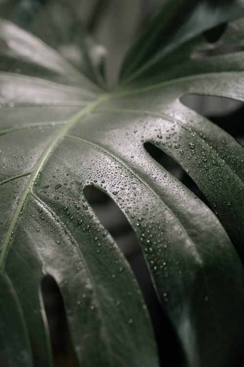 Free A detailed close-up captures a wet Monstera deliciosa leaf adorned with water droplets, creating a fresh and vibrant look. Stock Photo