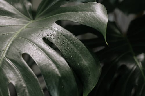 A Green Monstera Deliciosa Leaf with Water Droplets