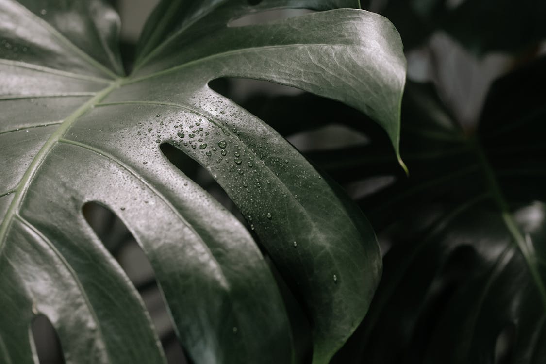 A Green Monstera Deliciosa Leaf with Water Droplets