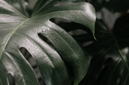 Free Detailed view of a Monstera leaf with fresh water droplets, showcasing texture and vibrant green color. Stock Photo