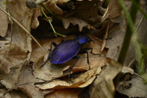 Free Macro Shot of a Purple Beetle on a Brown Leaf Stock Photo