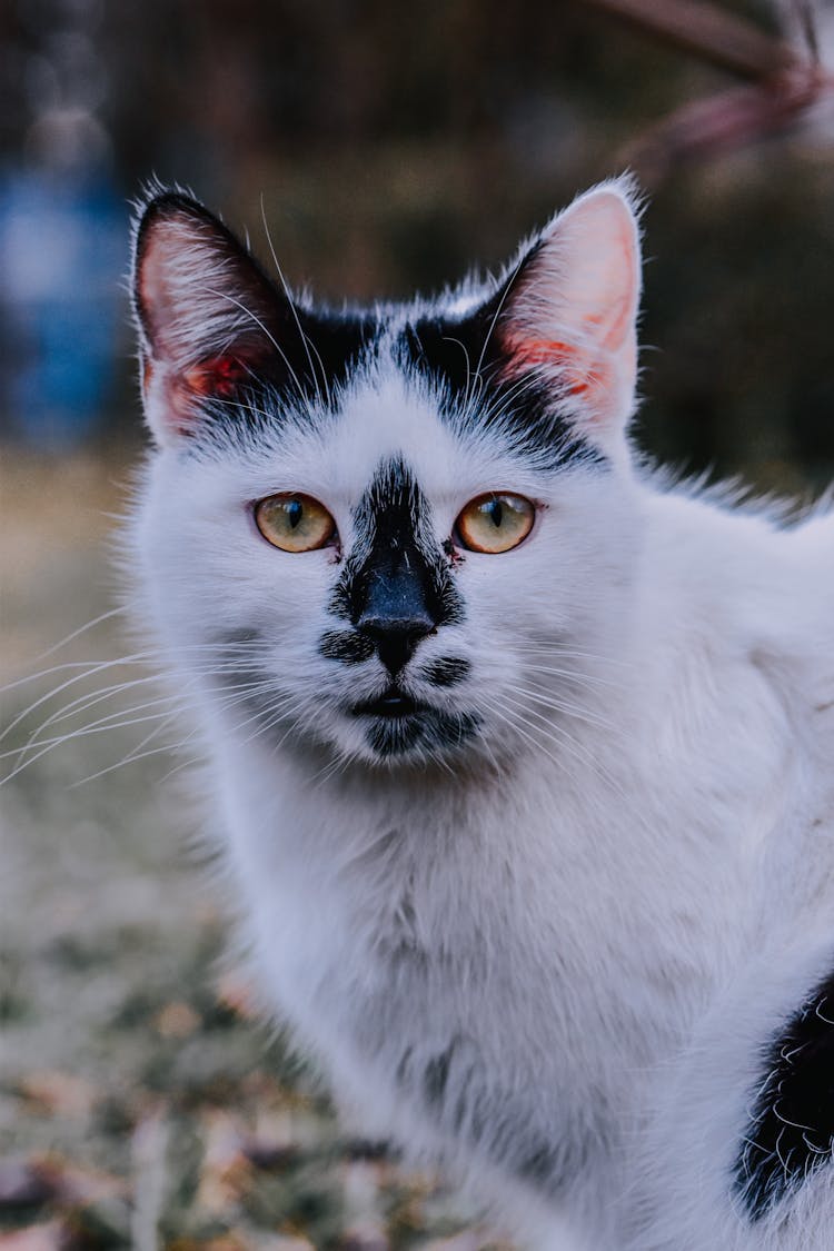 Cute White Cat With Black Spots