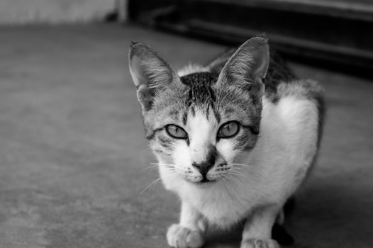 Captivating monochrome portrait of a tabby cat with expressive eyes.
