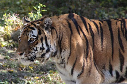 Photo of a Bengal Tiger