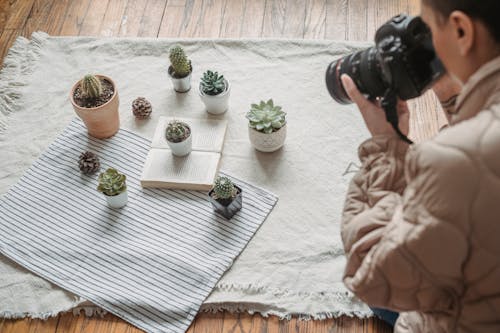 Gratis arkivbilde med fotograf, gryter, inneplanter