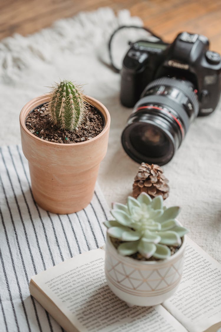 Photo Of A Camera Near Succulents