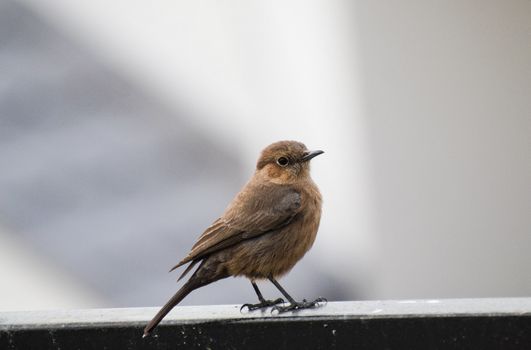 Close-Up Shot of Familiar Chat