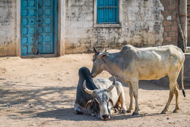 Nagaur Cattle Fair