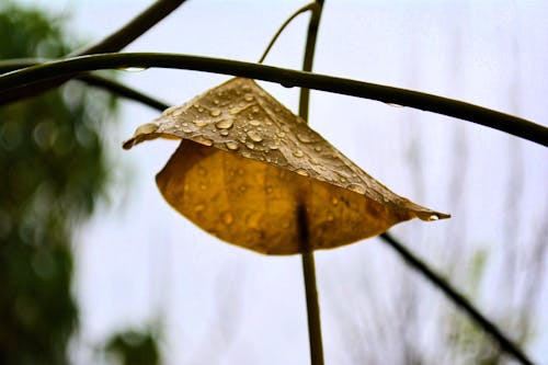 가을의 색, 감기, 겨울의 무료 스톡 사진