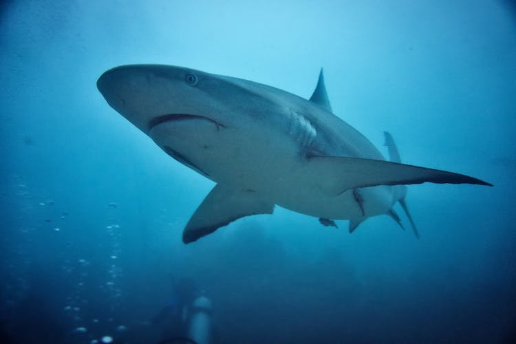 Close-Up Shot Of Grey Reef Shark