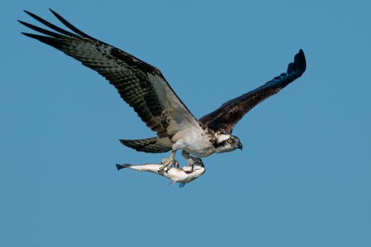 White and Black Bird Flying