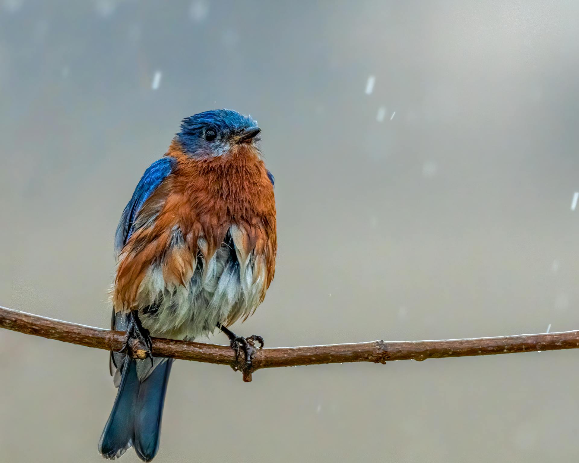 Wet eastern bluebird sitting on a branch during a gentle rain shower, showcasing vibrant plumage.