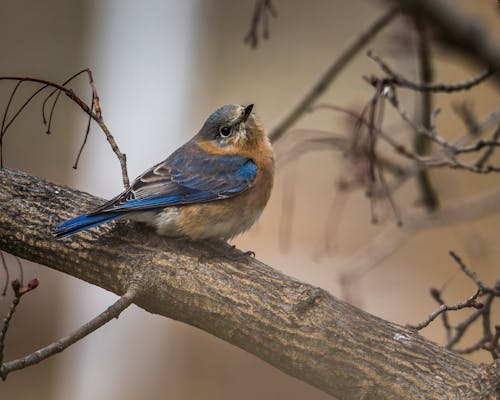Blue and Brown Bird on Brown Tree Branch