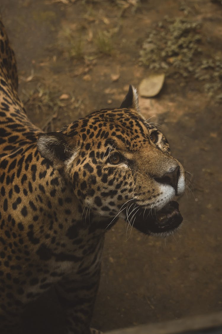 Close-Up Shot Of An African Leopard