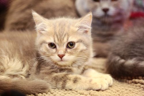 Free Close-up of a cute tabby kitten lying on a soft surface, perfect for animal lovers. Stock Photo