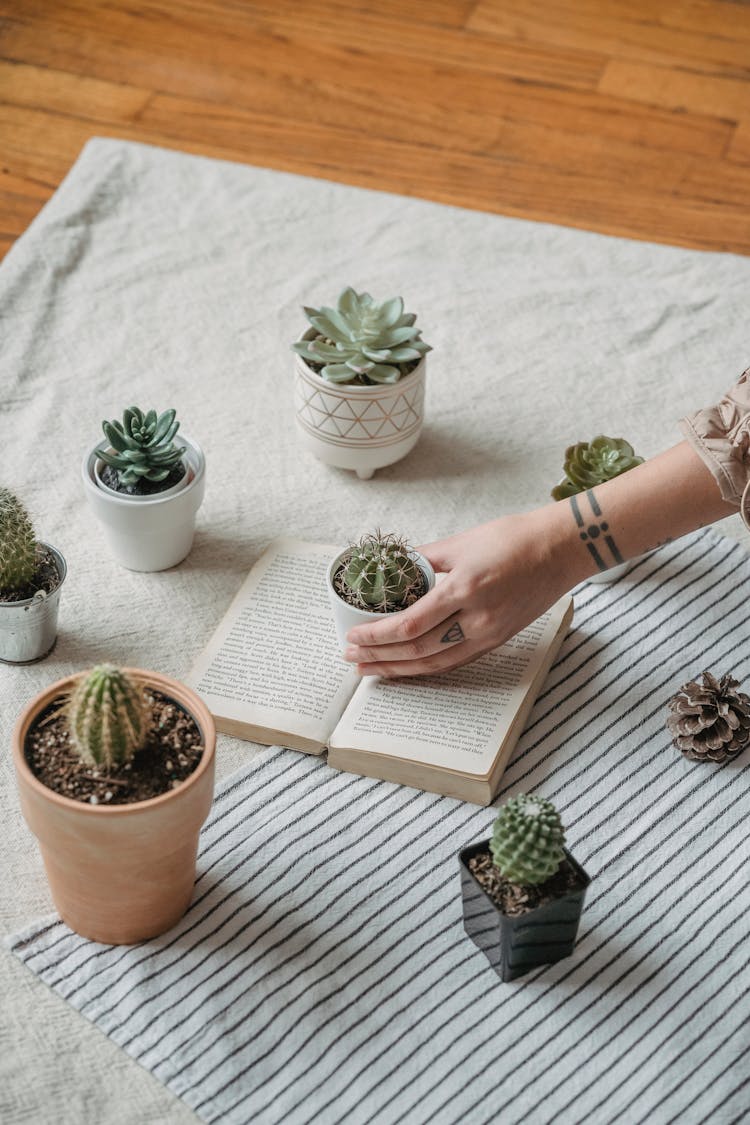 Crop Faceless Person Arranging Potted Cacti On Floor