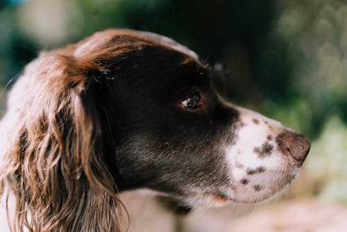 Gratis lagerfoto af dybde, dyr, engelsk springer spaniel