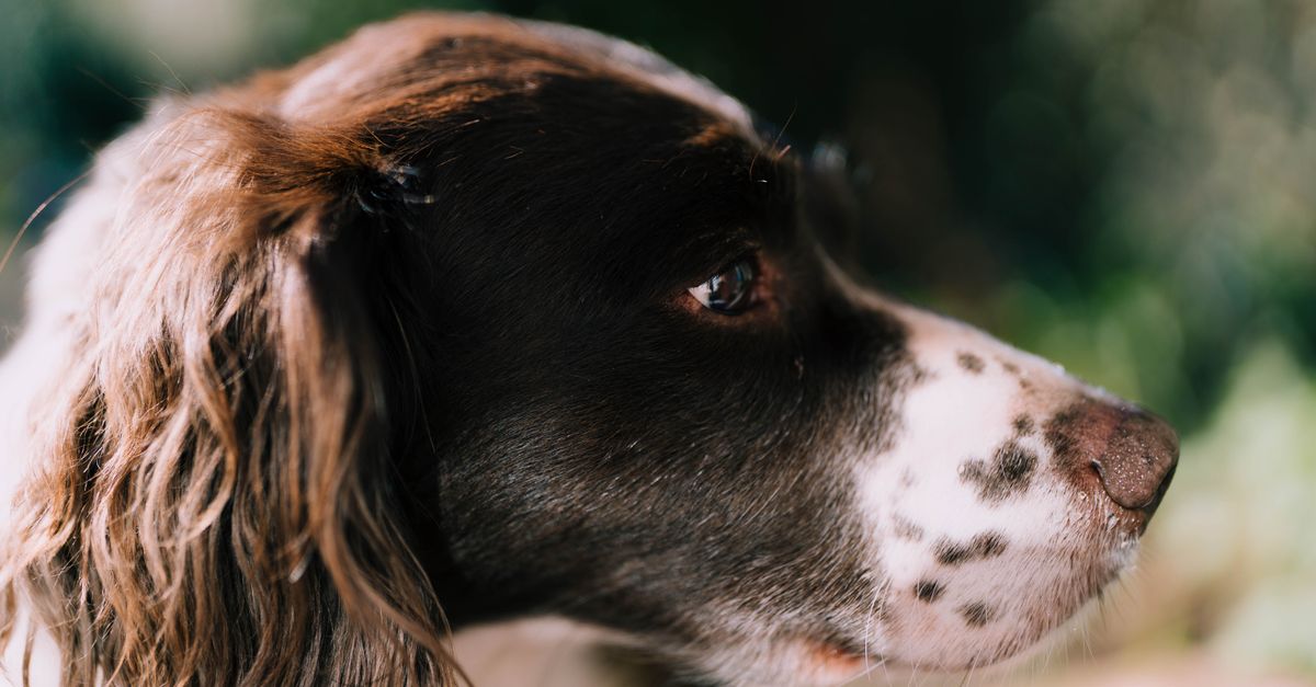 Detailed close-up of a thoughtful English Springer Spaniel with a blurred natural background.