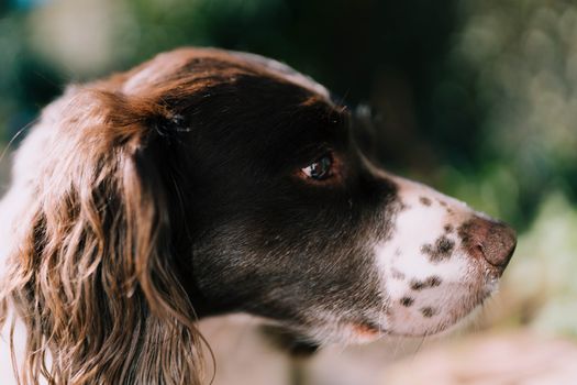 Close-Up Shot of English Springer Spaniel
