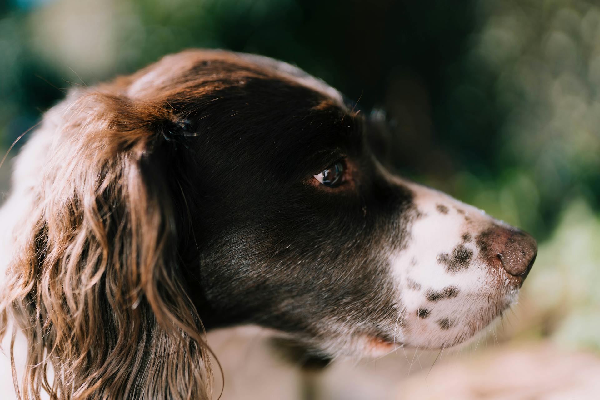 Vue rapprochée d'un spaniel anglais