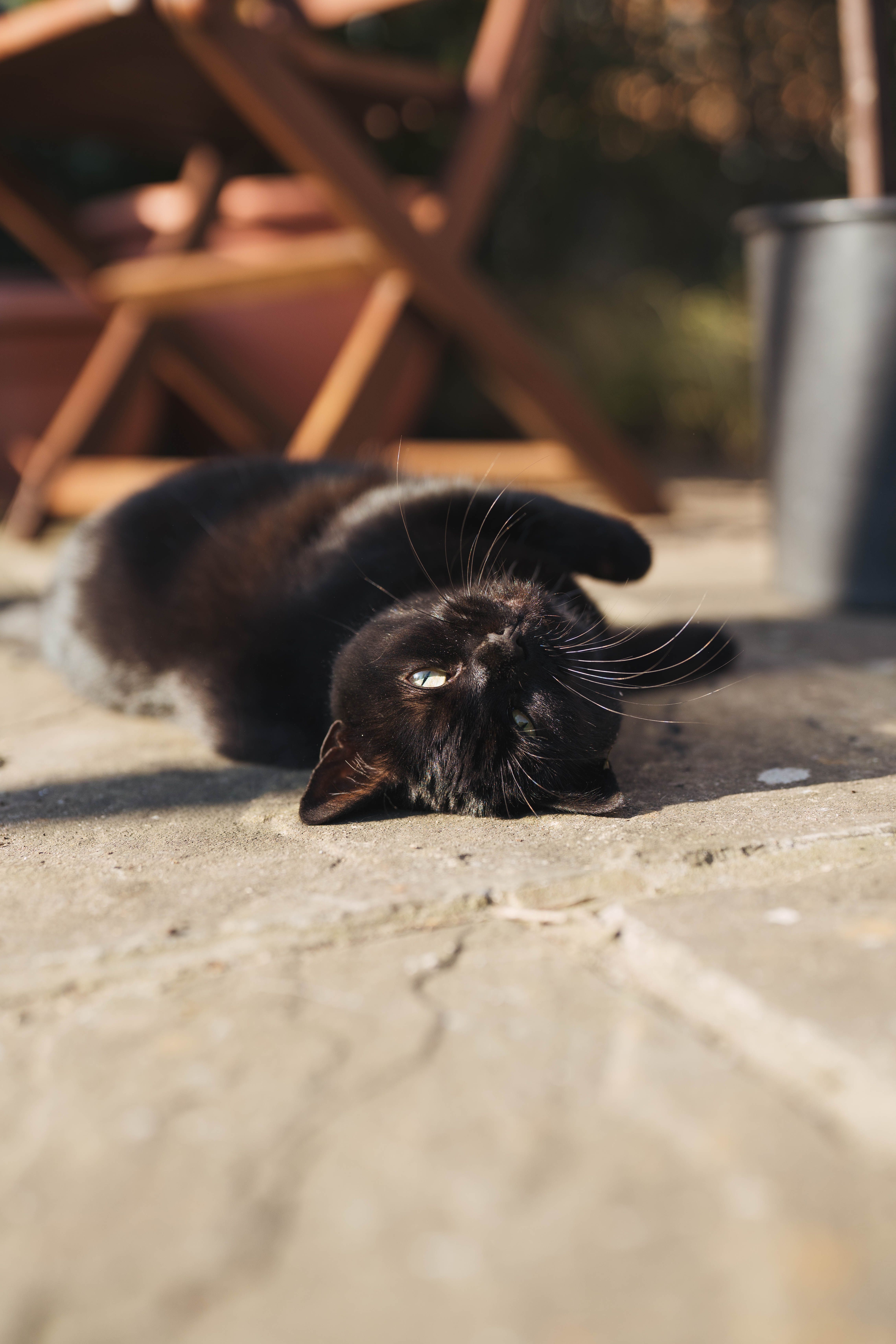 Photo of a Black Cat Lying on the Ground · Free Stock Photo