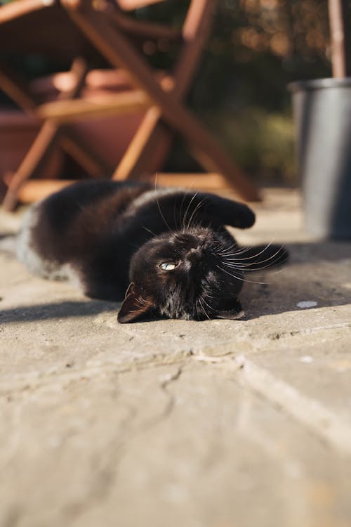 Free Photo of a Black Cat Lying on the Ground Stock Photo