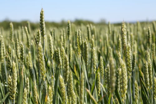 Close-Up Shot of Green Wheat Field