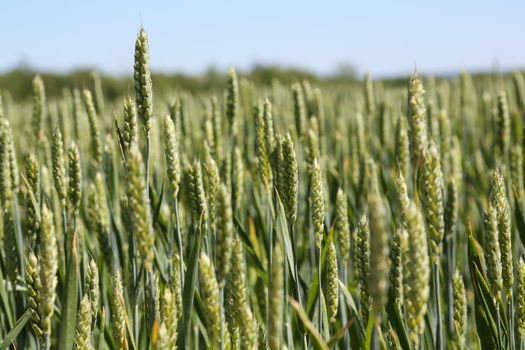 Original Organic Wheat Grass