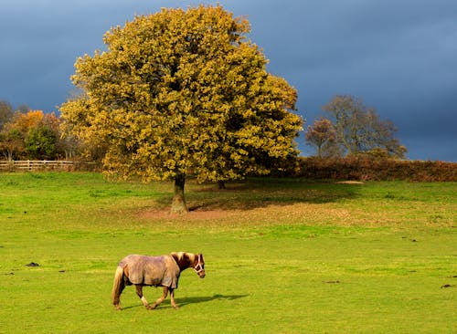 Brown Horse Walking on Green Grass Field
