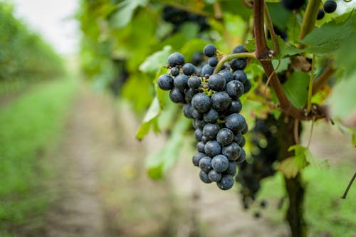 Free stock photo of grape, grapes, grapevine