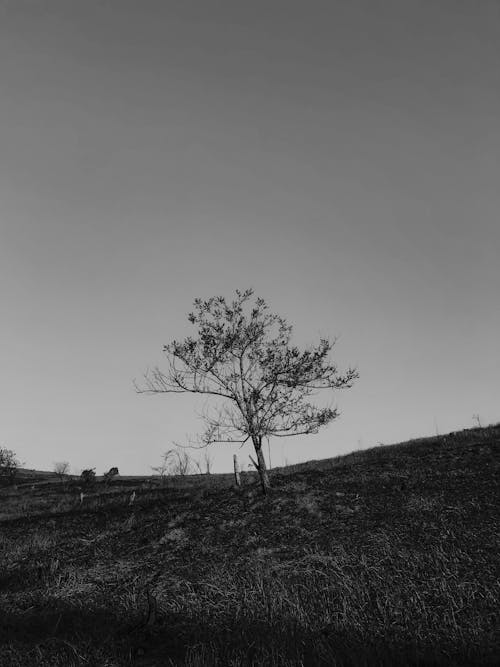 Grayscale Photo of Tree in Grass Field