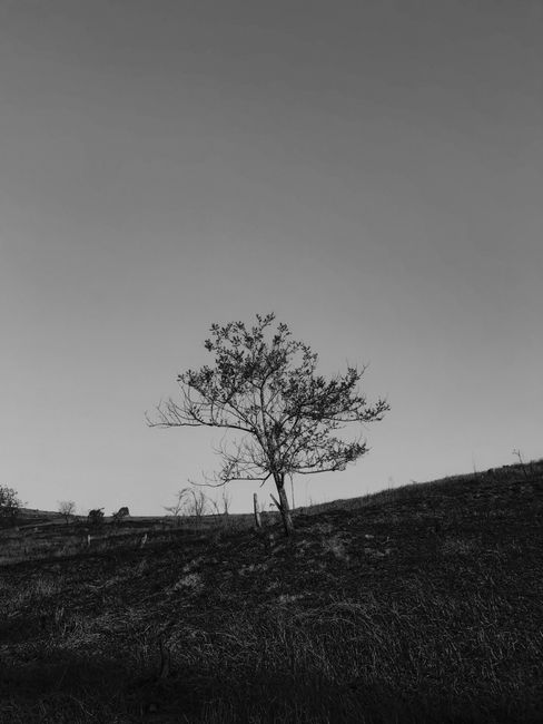 A solitary tree stands on a rolling grassy hill, captured in grayscale, evoking a serene rural atmosphere.