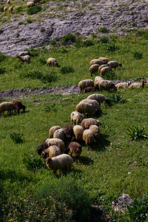 Free A flock of sheep grazing on lush green grass in Irbid, Jordan, captured from above. Stock Photo
