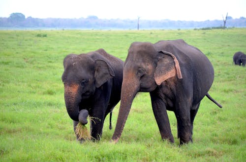 Elephants on the Grass Field
