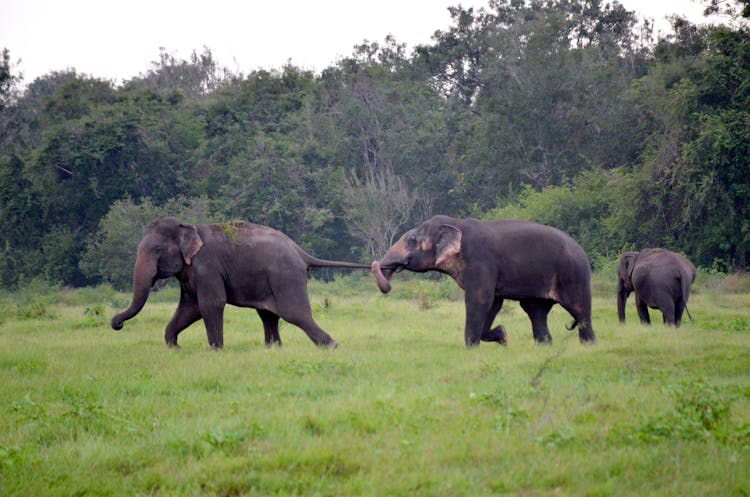 Elephants Walking On A Grassland