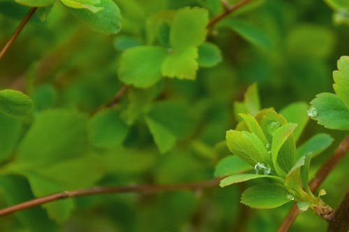 Photos gratuites de feuilles vertes, fond d'été, nature